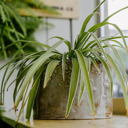 Ceramic Bronze Planter - Atelier Forma